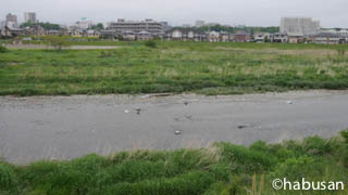 《一周的朋友》动漫圣地巡礼@南平市·多摩市