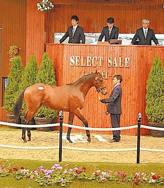 大震撼产驹被卖出2亿6000万日元