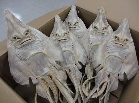 福冈一水族馆将展出鳐鱼干等奇妙生物