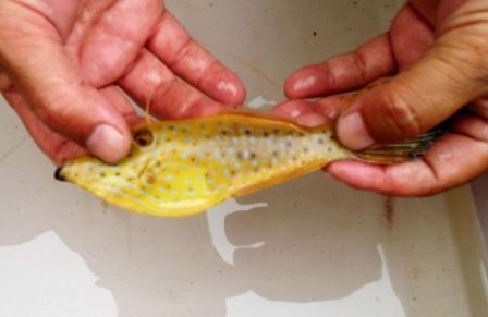 绝对不能食用神户市发现剧毒鱼拟态革鲀