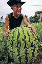 石川县农民种植西瓜竞赛 最大重达39公斤