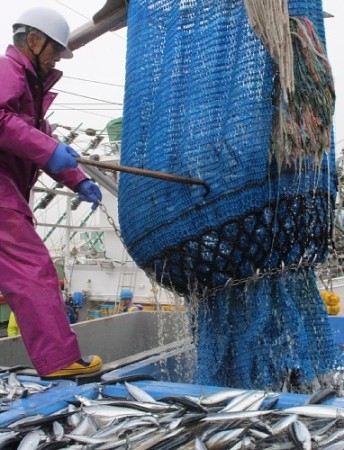 北海道渔船秋刀鱼渔获量大丰收