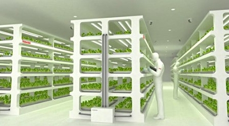 东芝开发植物工厂 拟10月推出无农药蔬菜