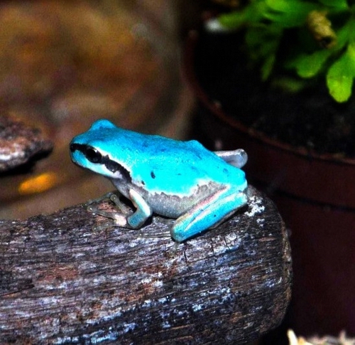 世所罕见的水色青蛙惊现山梨县