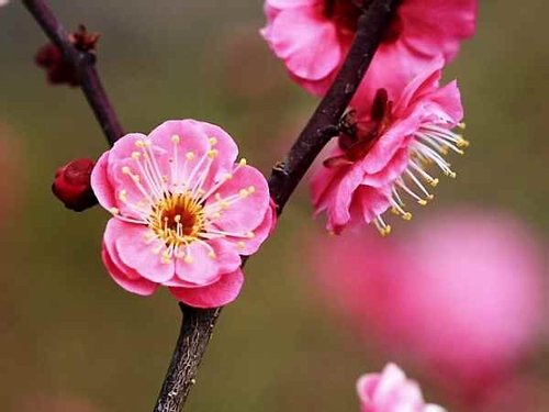 花的天堂•足利花海公园