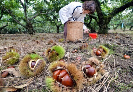 熊本县永观光栗园迎来板栗丰收季