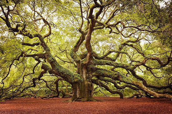 盘点世界上最美的16棵树