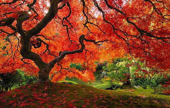 盘点世界上最美的16棵树