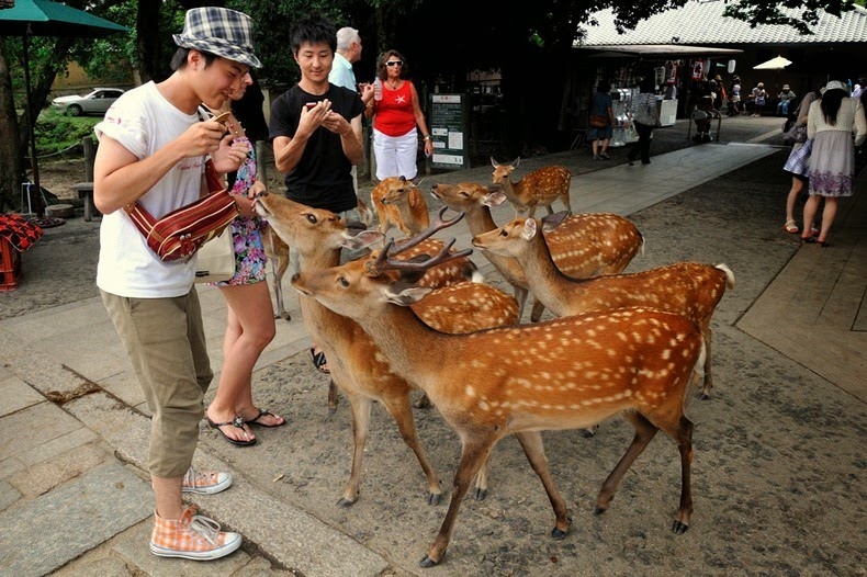 日本奈良 一座被鹿接管的城市