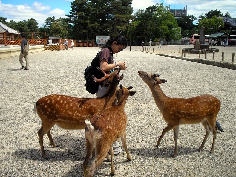日本奈良 一座被鹿接管的城市