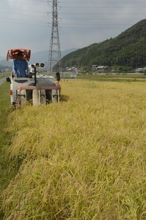 日本2014年大米产量预计与往年持平