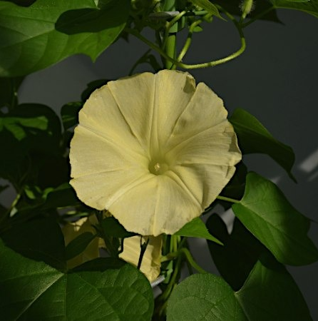 基因技术使日本重现黄色牵牛花