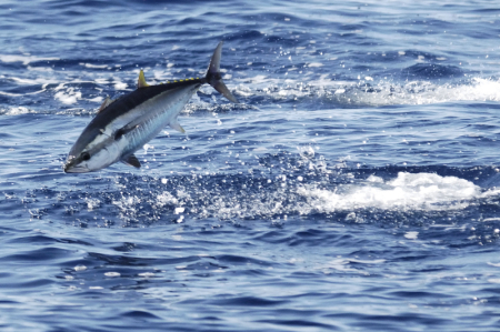 大西洋蓝鳍金枪鱼渔获量限制时隔2年有所增加