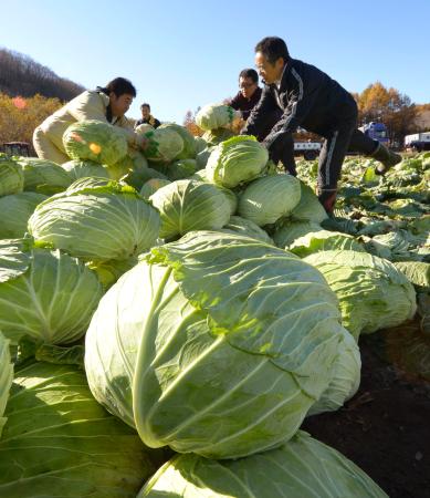 北海道巨型卷心菜“札幌大球”迎丰收