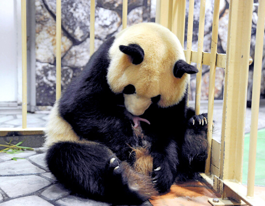 日本和歌山县大熊猫“良滨”产下两只宝宝