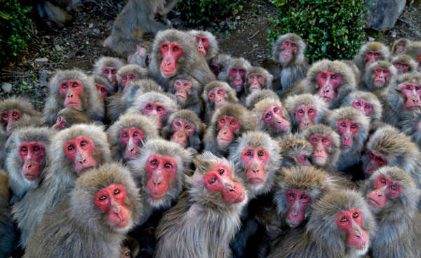 日本500只猴子抱团取暖 抵挡寒流