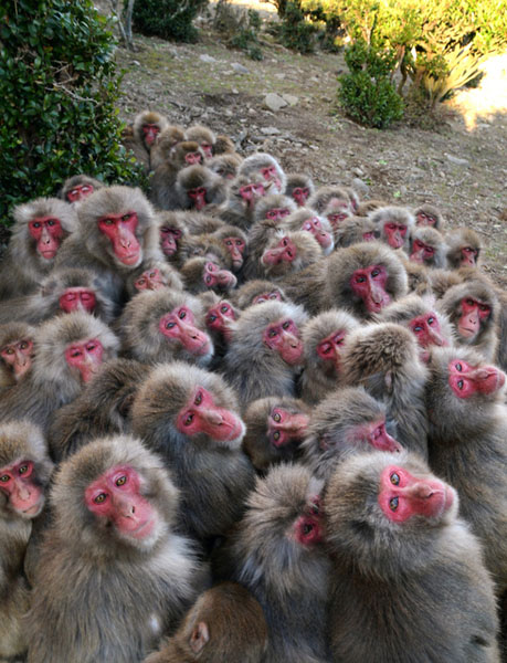 日本500只猴子抱团取暖 抵挡寒流
