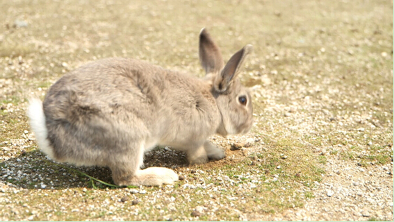 听说过日本的兔子岛吗？