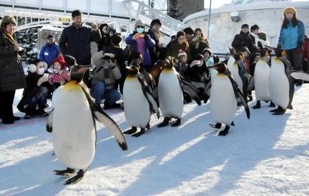 北海道旭山动物园开始冬季“企鹅散步”活动