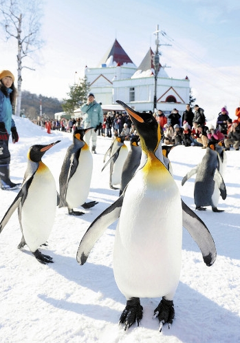 北海道旭山动物园开始冬季“企鹅散步”活动