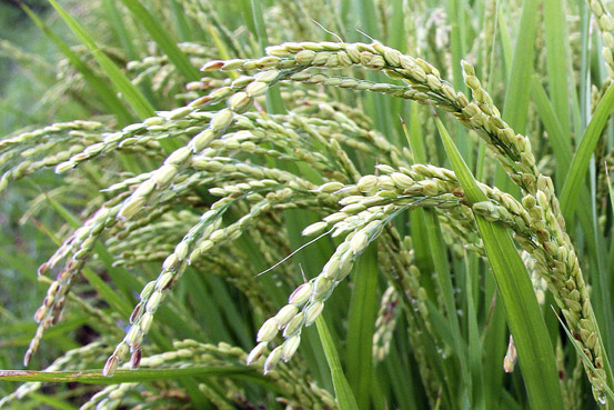 日本将下调明年大米产量目标 刺激米价上涨