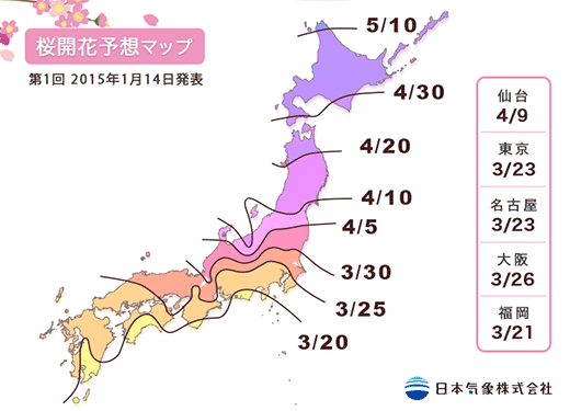 日本2015年樱花花期或比往年略提前