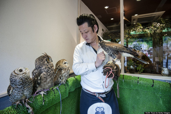 日本东京：猫头鹰陪你喝咖啡
