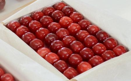 日本山形高级樱桃品种“佐藤锦”开始出货