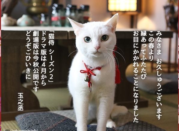 日剧《猫侍》第二季回归 新剧场版今秋上映