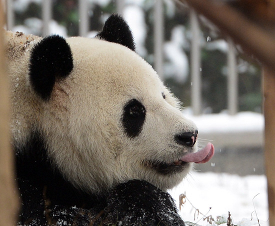 中国熊猫雪地“热舞”日本走红 网友大呼“吓一跳”
