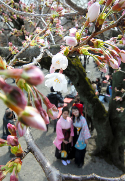 东京迎来樱花季 4月初将盛开