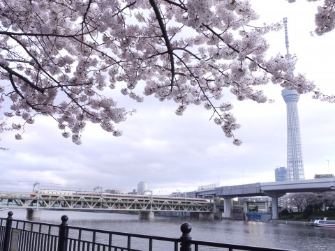 樱花季到来 日本赏花胜地人气排名