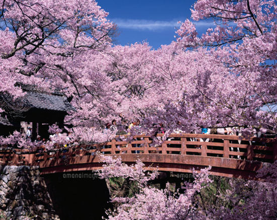 樱花季到来 日本赏花胜地人气排名