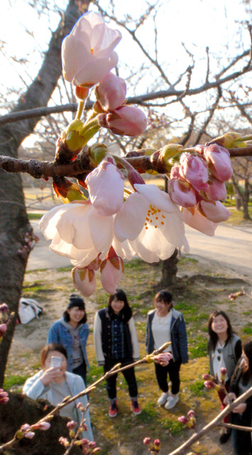 大阪樱花开放 周末迎来最佳观赏期