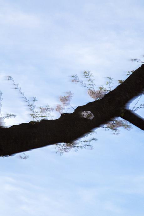 《流动的樱花》——水谷吉法