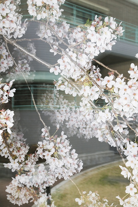 《流动的樱花》——水谷吉法