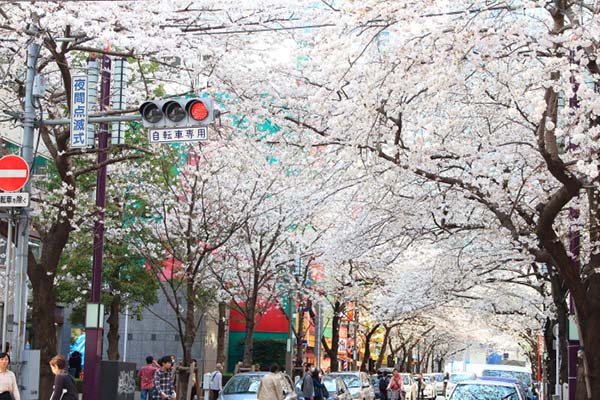 盘点东京及关东地区的樱花名胜TOP10