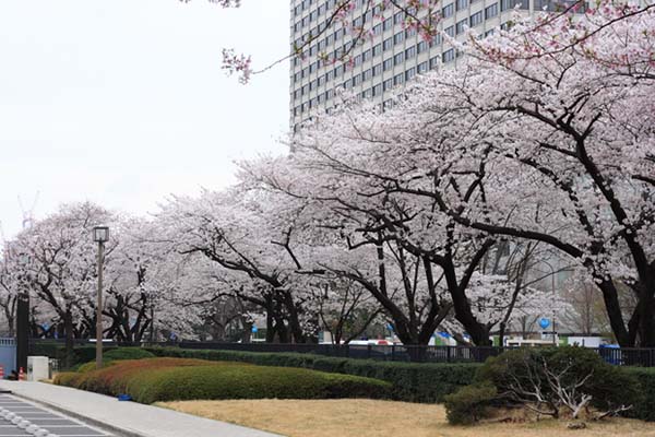 盘点东京及关东地区的樱花名胜TOP10