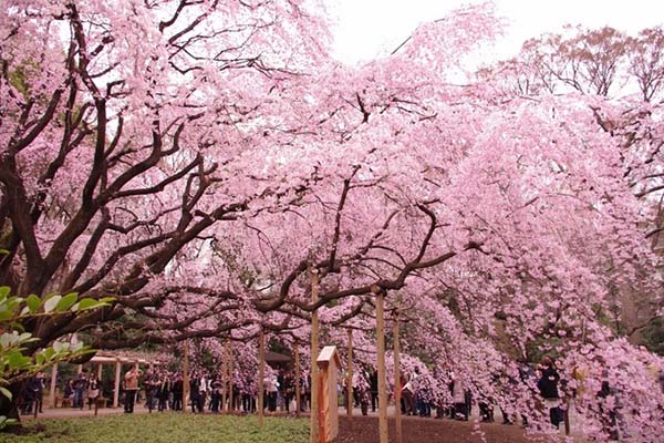 盘点东京及关东地区的樱花名胜TOP10