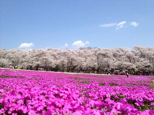 盘点东京及关东地区的樱花名胜TOP10