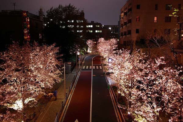 盘点东京及关东地区的樱花名胜TOP10