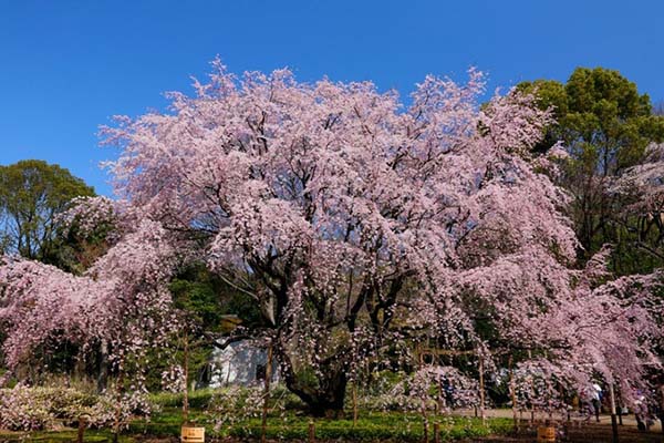 盘点东京及关东地区的樱花名胜TOP10