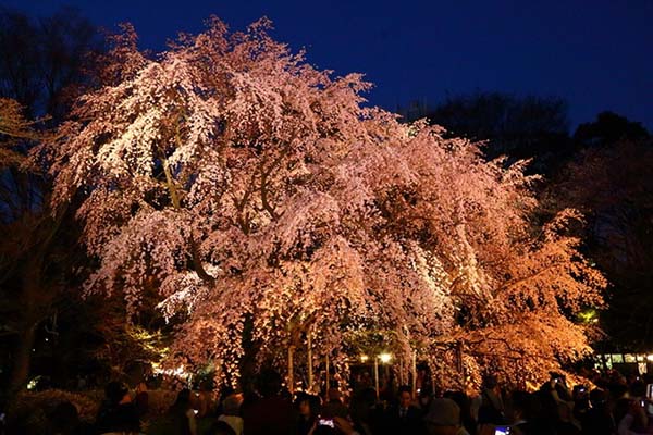 盘点东京及关东地区的樱花名胜TOP10