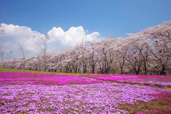 盘点东京及关东地区的樱花名胜TOP10