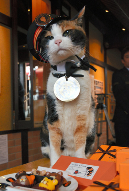 猫咪站长 "小玉"