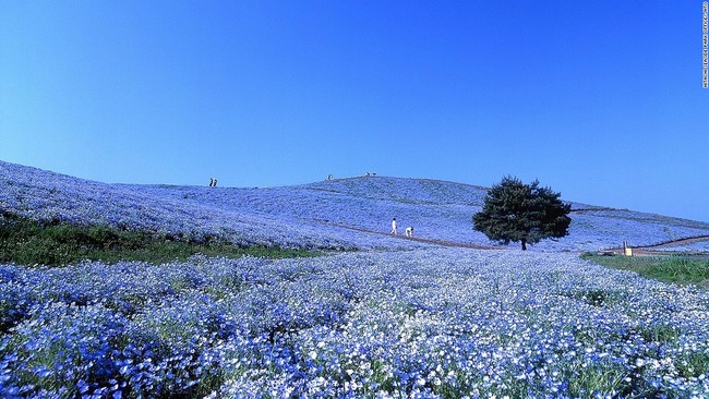 【不止是樱花】日本最美31景