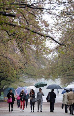 东京市上野公园樱花遇雨自飘零