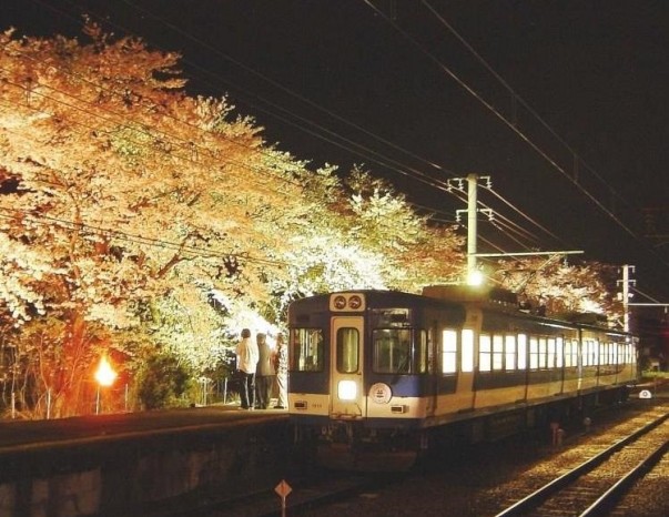 富士急行线运营「飲んでん」电车专线观赏夜樱