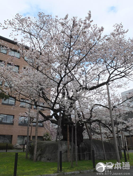 日本国家天然纪念物“石割樱”盛开
