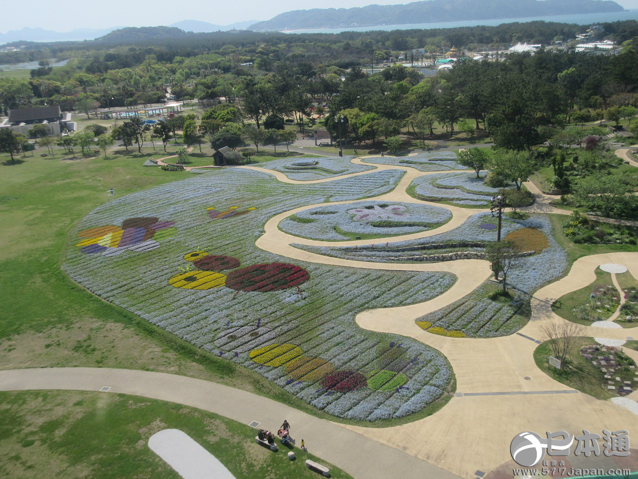 福冈海滨公园约50万支花组成花之“地面画”